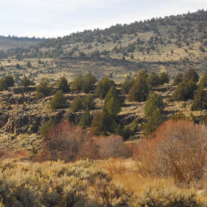Near Donner und Blitzen River Trail Hike Near Donner und Blitzen River Trail Hike