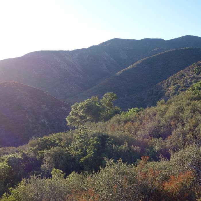 Near Wildhorse Peak Trail #1W02