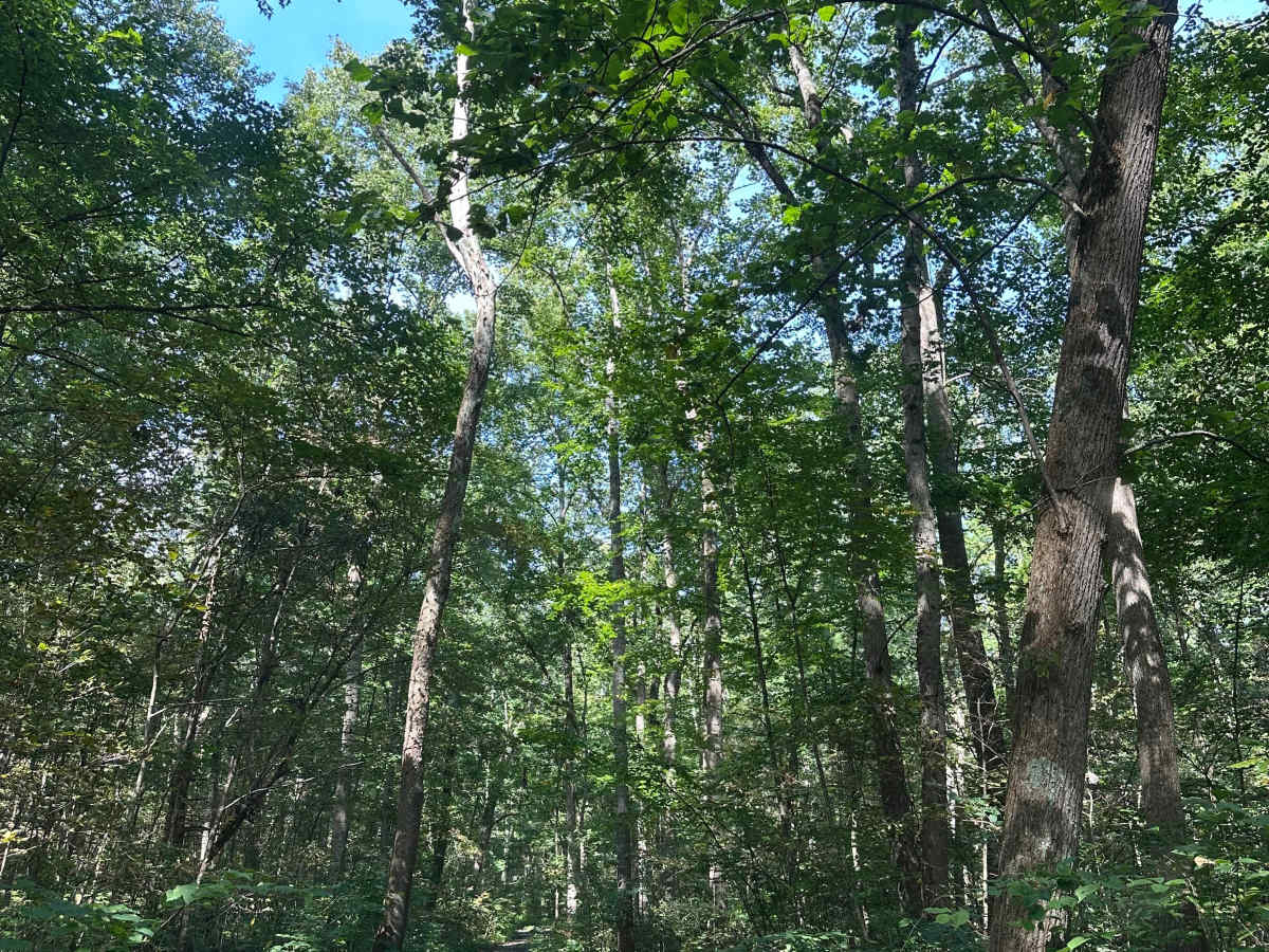 Duncan Hollow trail photo