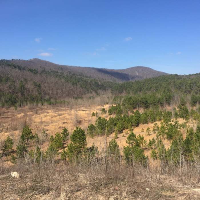 Holistic Ouachita Trails lead to Ward Dam. (H.O.T. Dam for short). Near Earthquake Ridge Trail Upper Loop