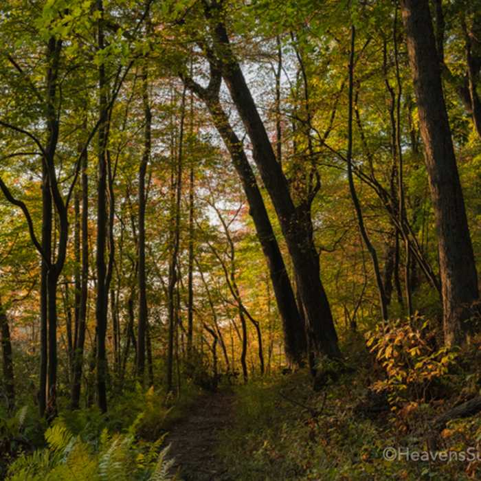 Near Cowles Bog Trail
