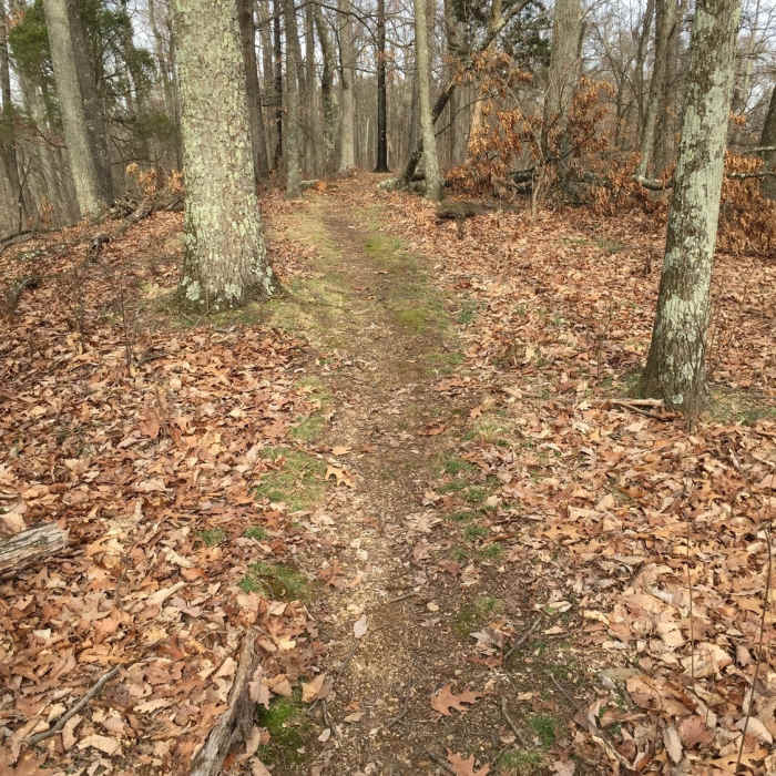 Near Sinking Waters Trail