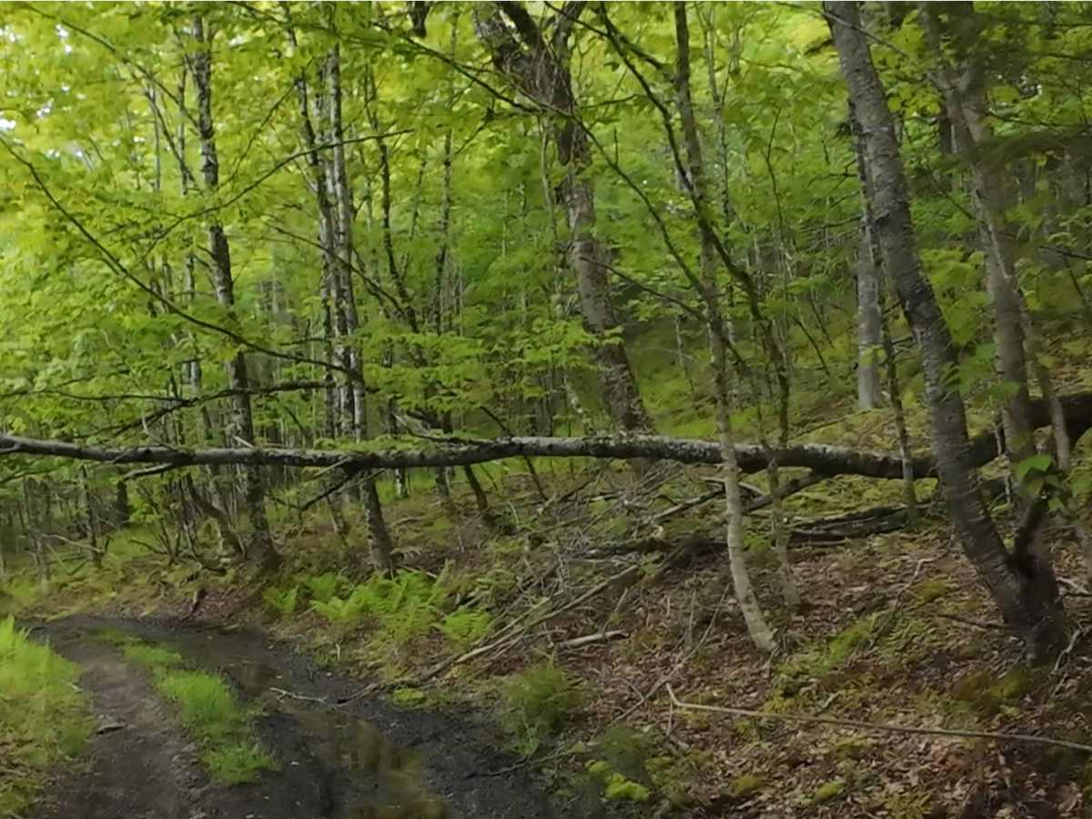 Beaumont Inland Trails photo 5