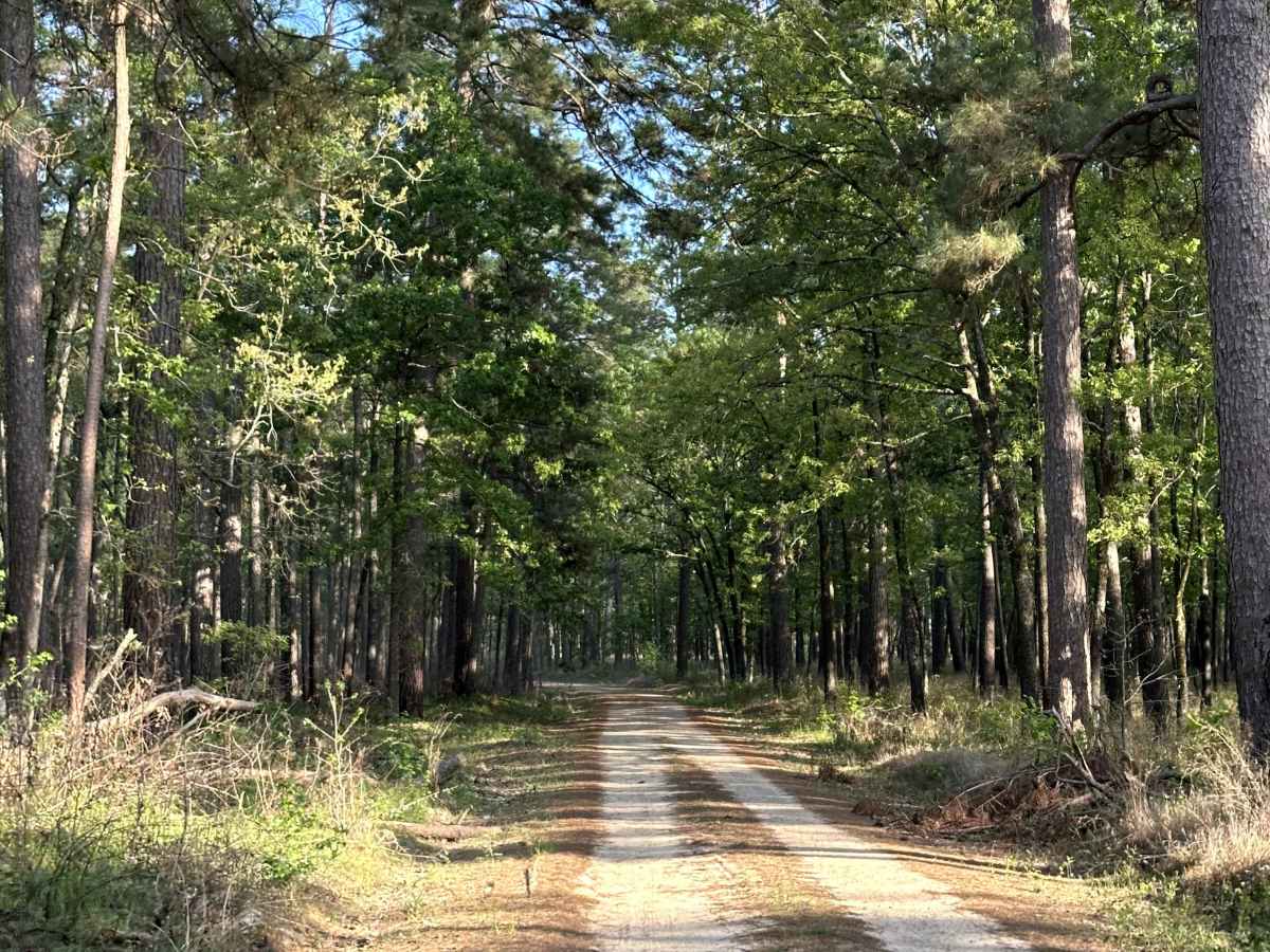 Harrisontown - FS 521  trail photo