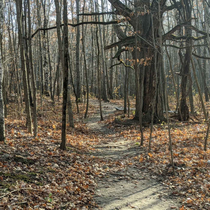 This would be awesome if everything were green. Near Kame Loop Trail