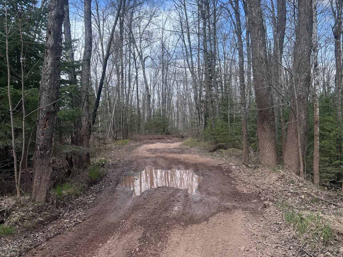 Yellow Birch Trail photo 3