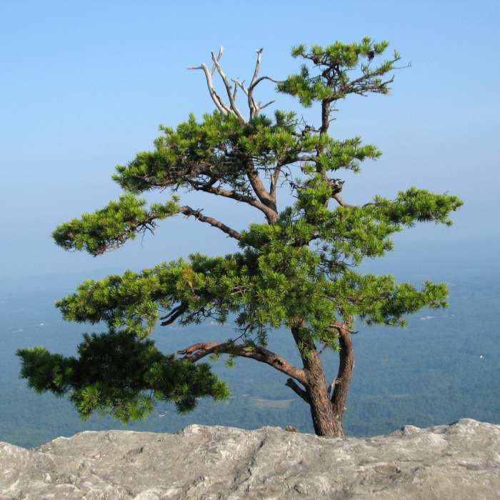 Near Moore's Wall Loop Trail