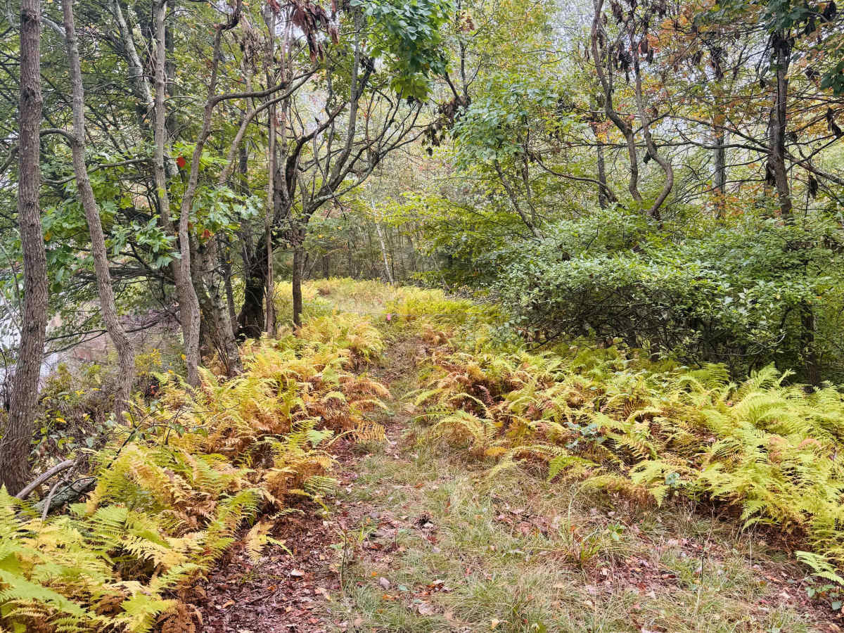 Vacant Lot Trail photo 2