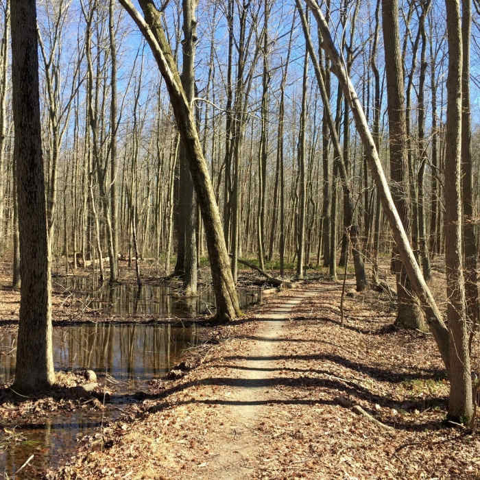 Near Little Jersey Trail