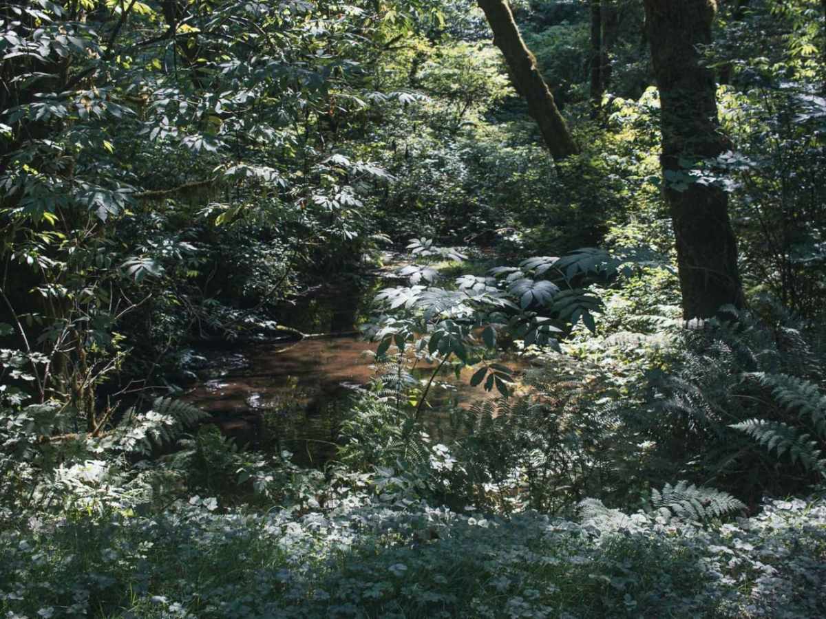 Gopher Creek trail photo