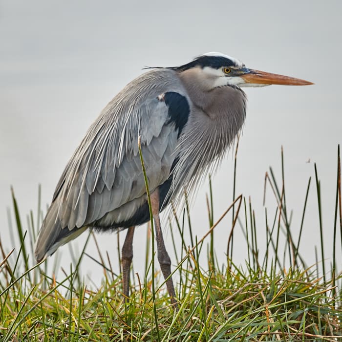 Near Pondhawk Natural Area