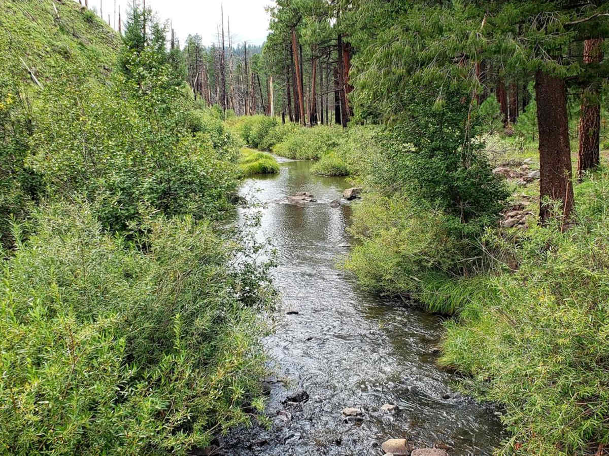 North Fork East Fork Black River Canyon trail photo