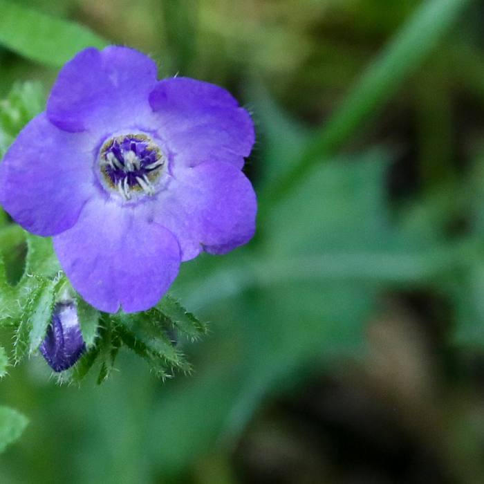 Near Bishop Peak Trail