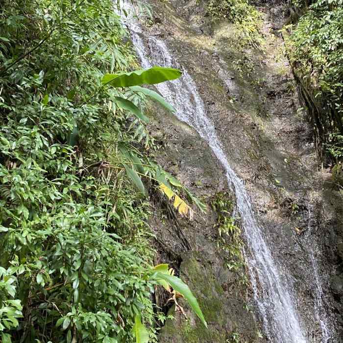 Near Manoa Falls Trail