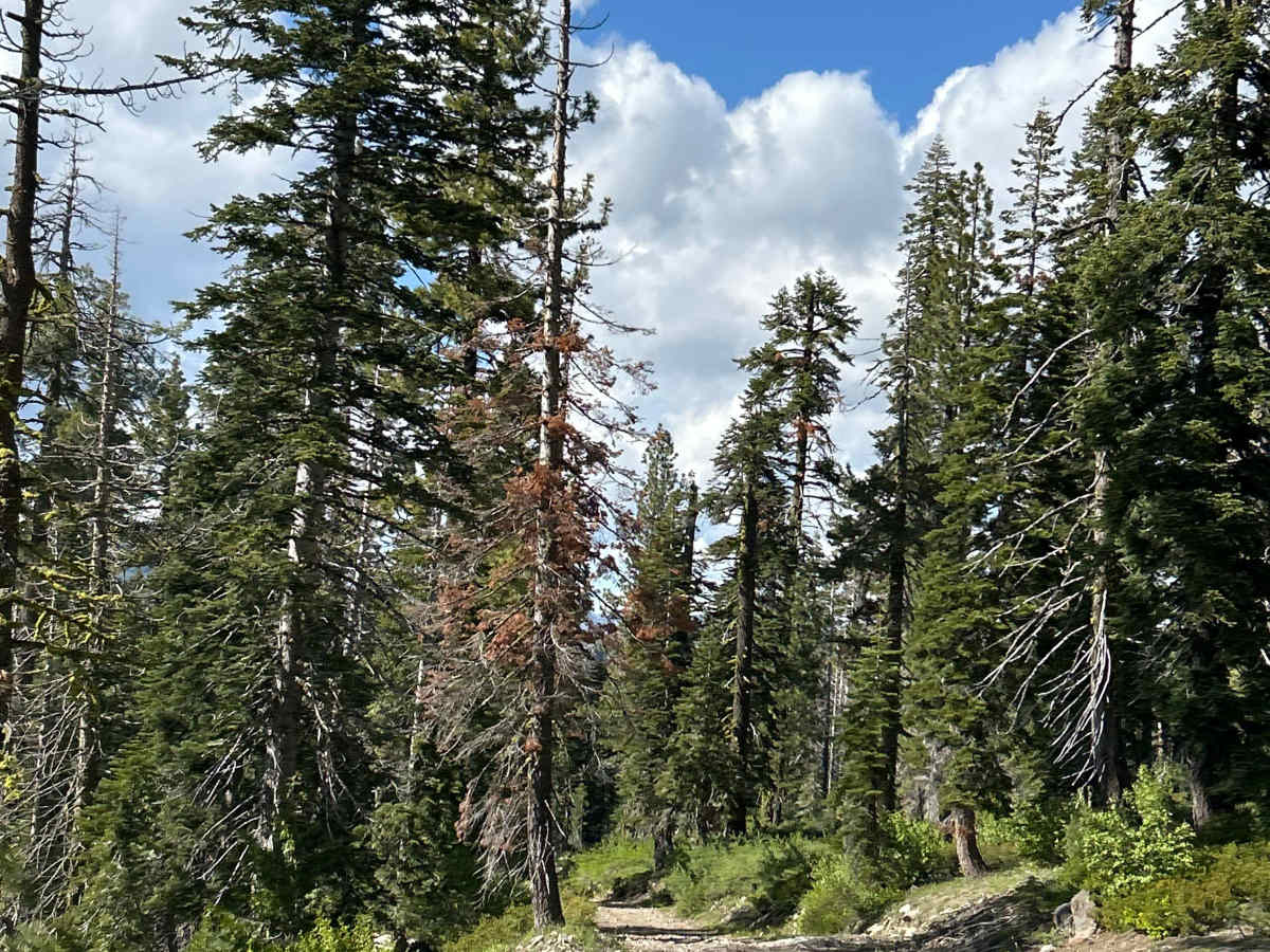Soda Springs Road photo 2