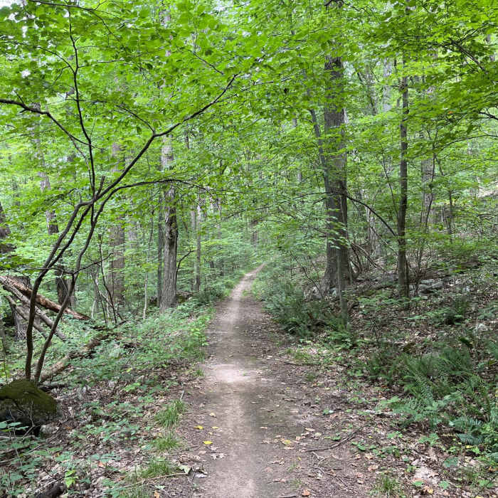 Near Waterloo - Cardiac Loop Near Waterloo - Cardiac Loop