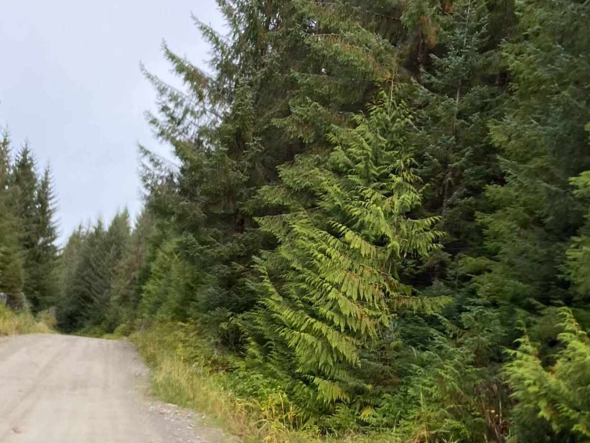 North Prince of Wales - FS 2000000 trail photo