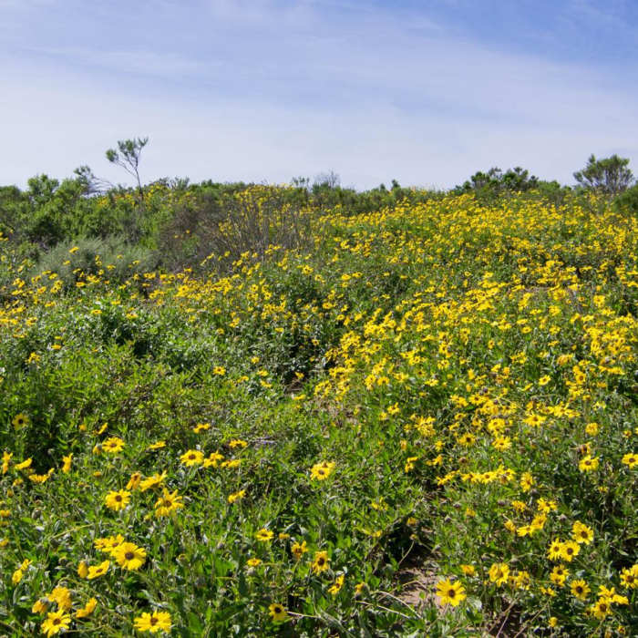 Near Scripps Coastal Reserve