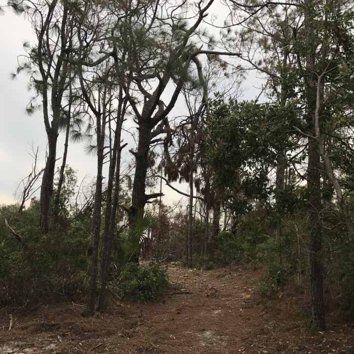 Near Dune Ridge Trail