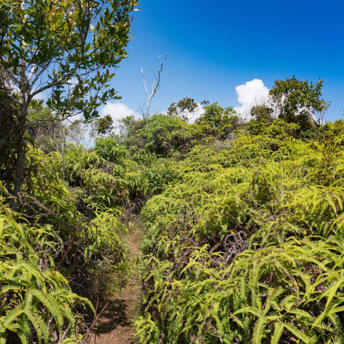 Near HonopA<< Ridge Trail Near HonopA<< Ridge Trail