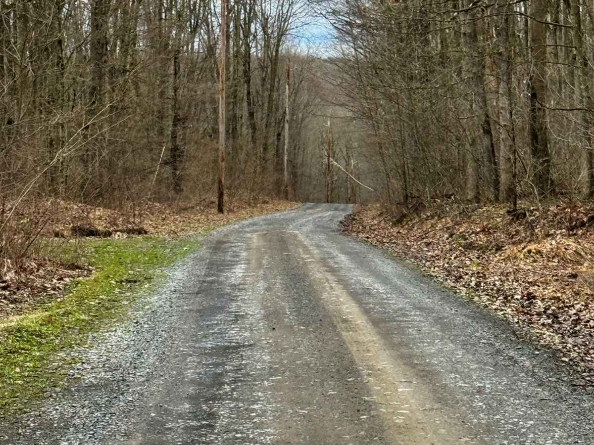 Bear Creek Forest Road photo 4
