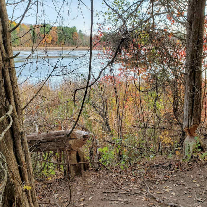 Near Parrott's Bay Loop