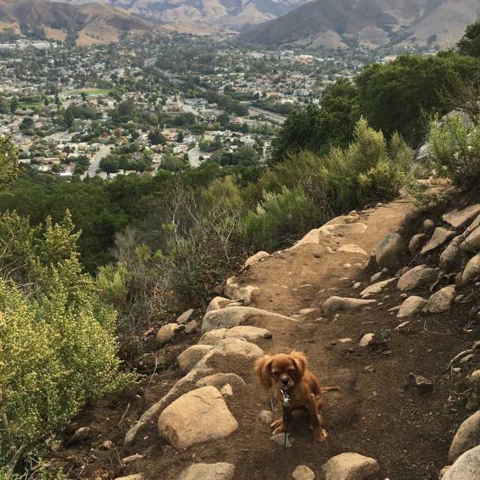 Dog friendly trail with beautiful views of all of San Luis Obispo. Near Lemon Grove Loop
