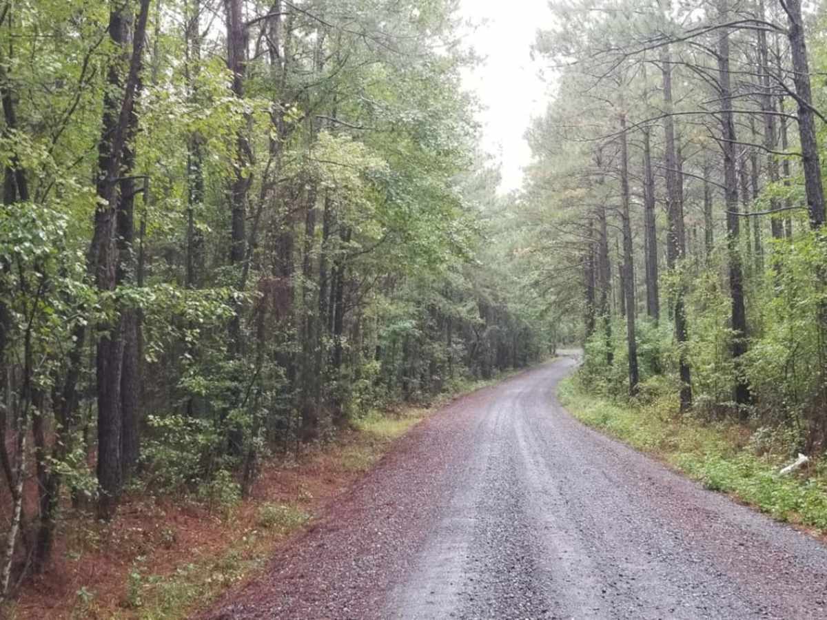 815 Road, Kisatchie NF trail photo
