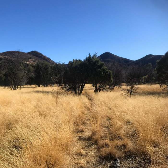 Near Reavis Gap Trail #117