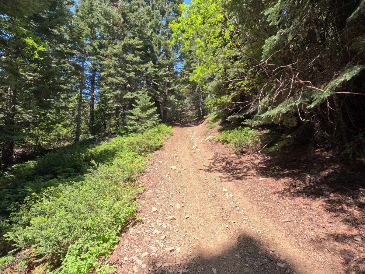 Old Mill - Trail 207 photo 6