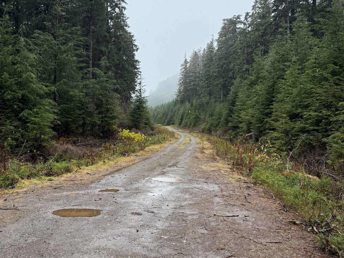Kleanza Forest Service Road photo 2