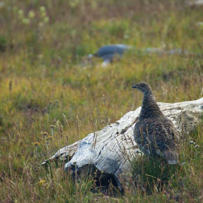 Dusky Grouse Near Aspen Vista
