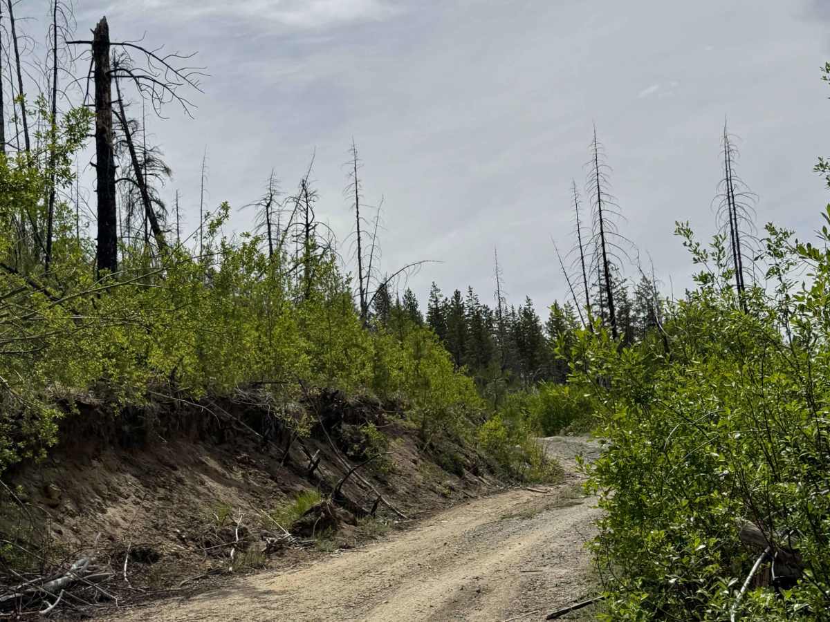 Goat Mountain Road - FS 8140-145 photo 4