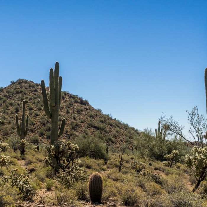 Near Cat Peaks Trail