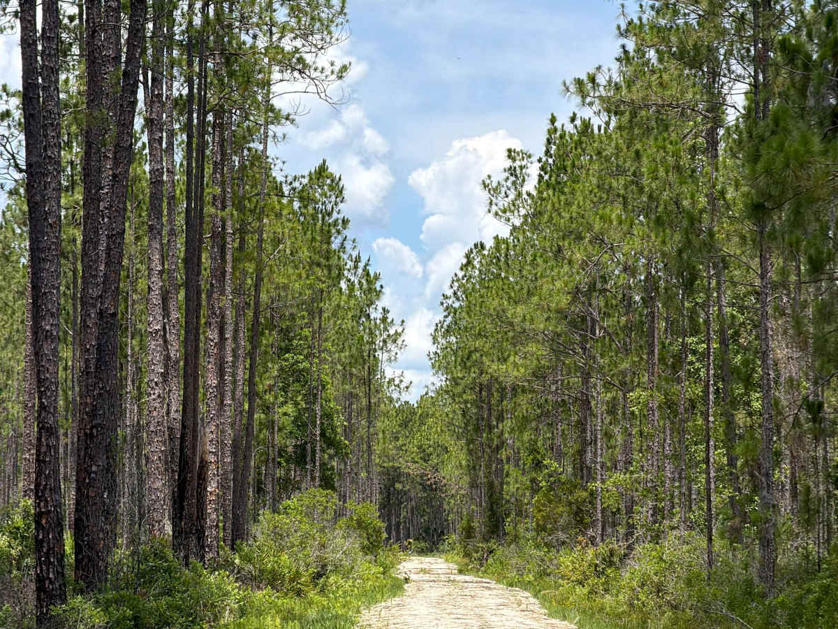 Price Road trail photo