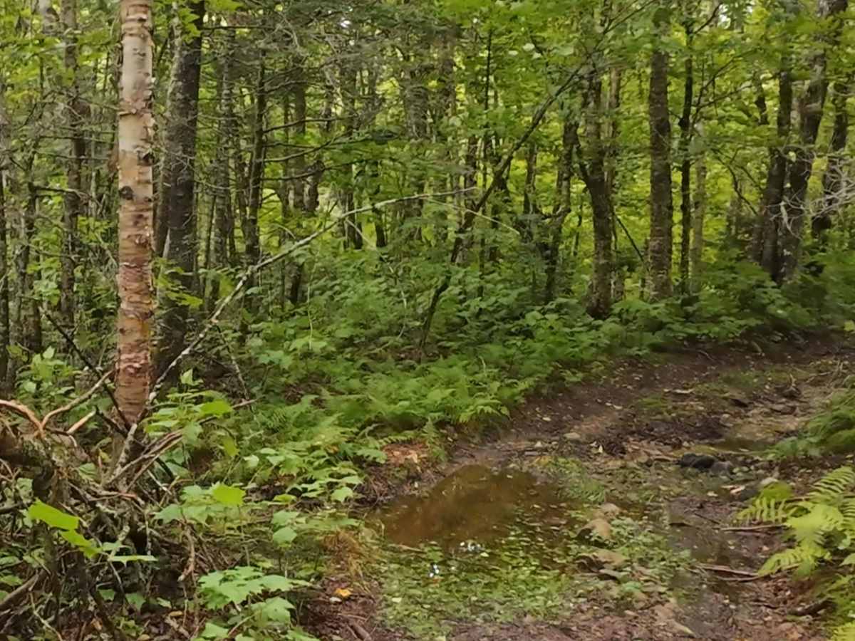 Memel Alternative Trail photo 6