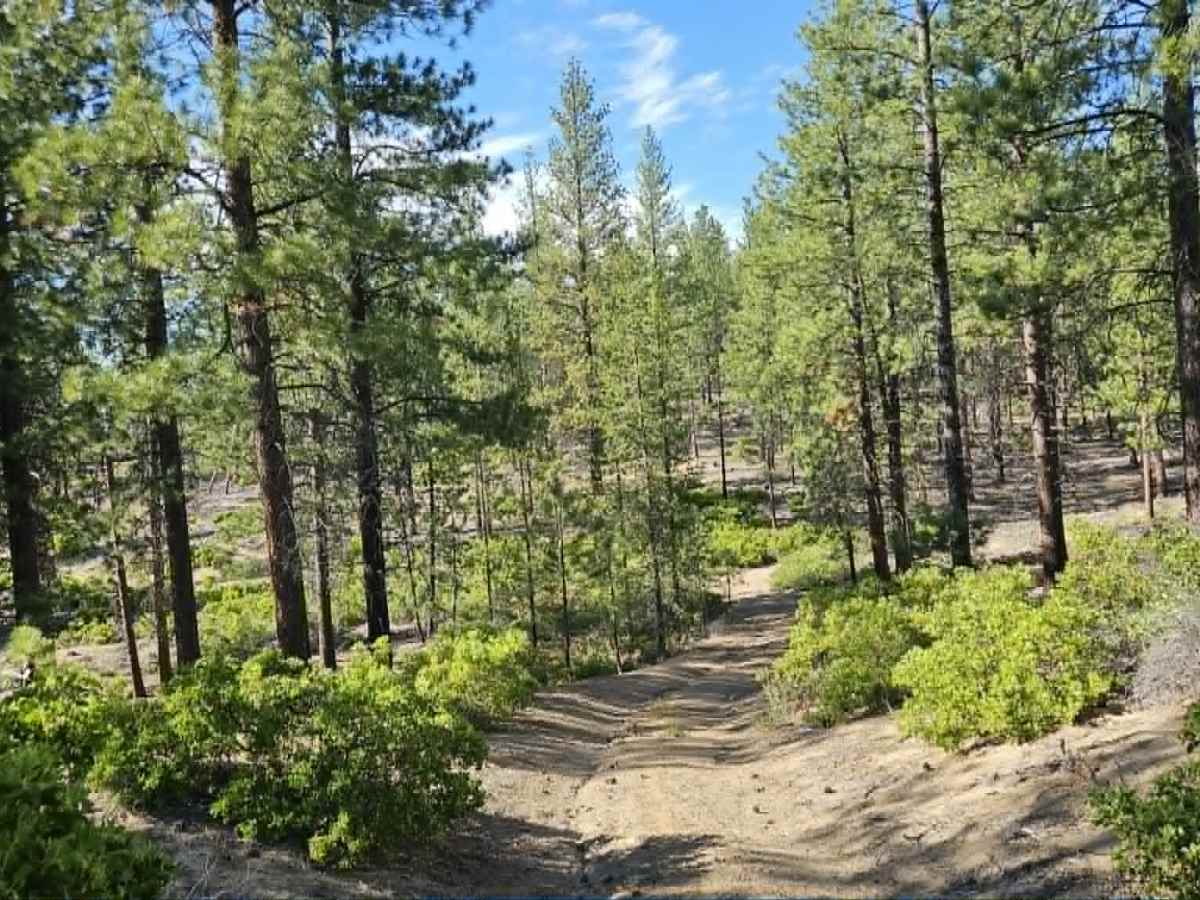 500 trail photo