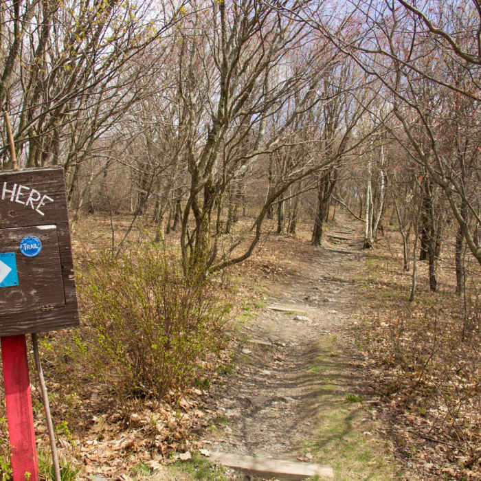 Near Snow Hole + Taconic Crest Trail