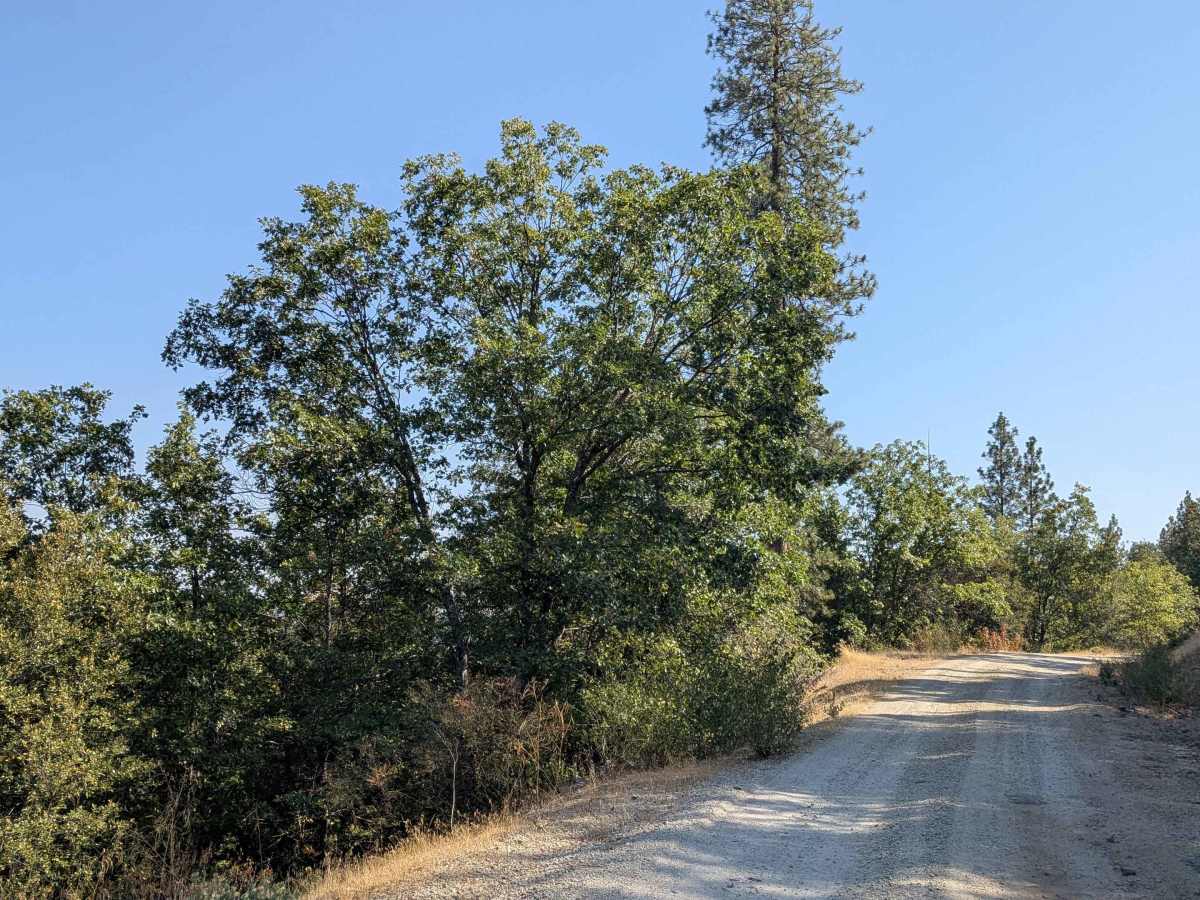 Moore Creek Road - FS 1S29 trail photo