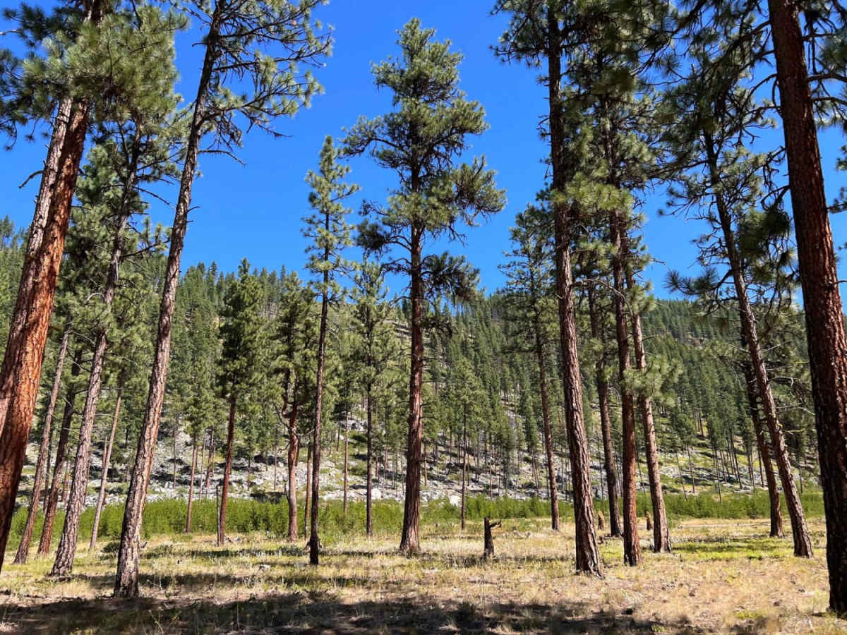 Tin Cup Dispersed trail photo
