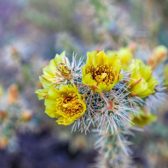 Near Wind Cave Trail