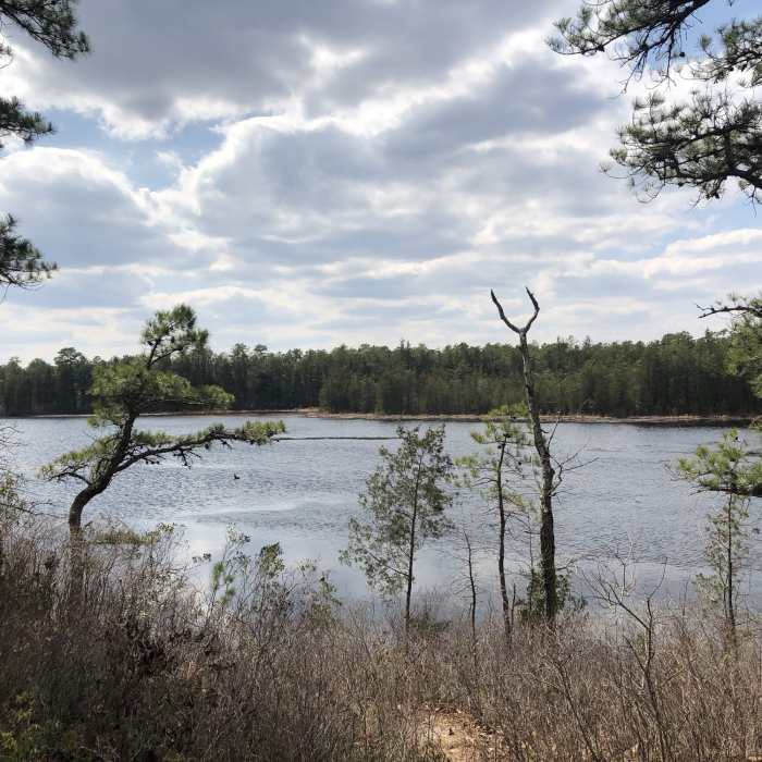 A view of Batsto Lake Near Batsto White Trail