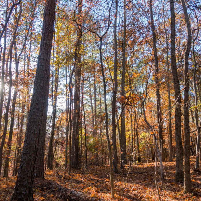 Near Pigeon and Cheatham Hill Loop