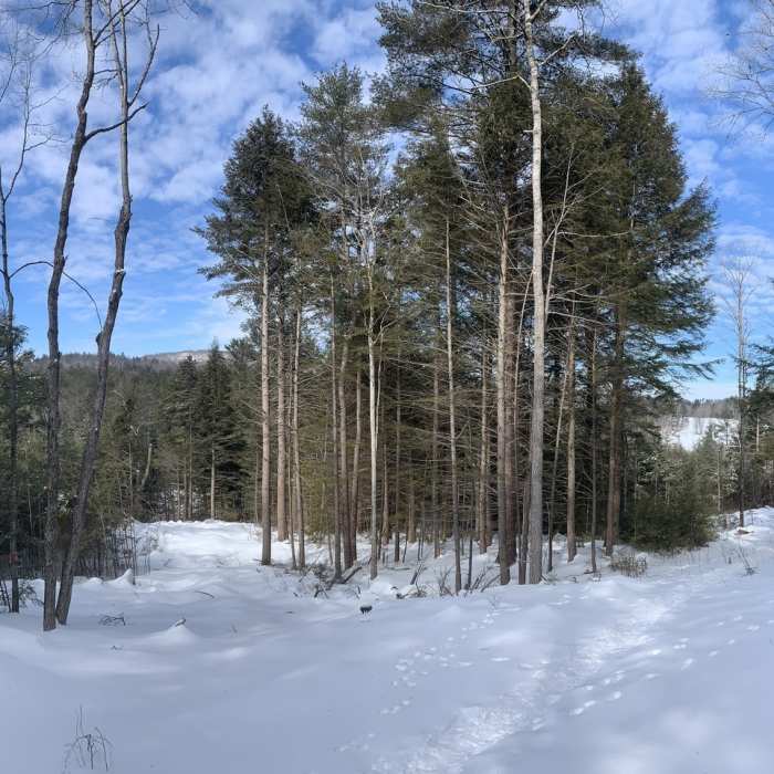 Near Beaver Pond Trail