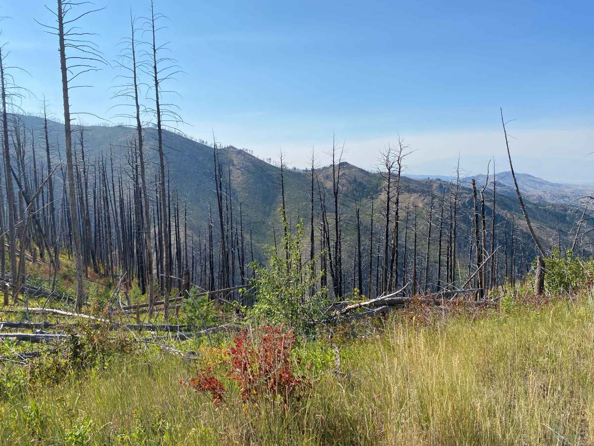 Iron Mountain Road photo 3
