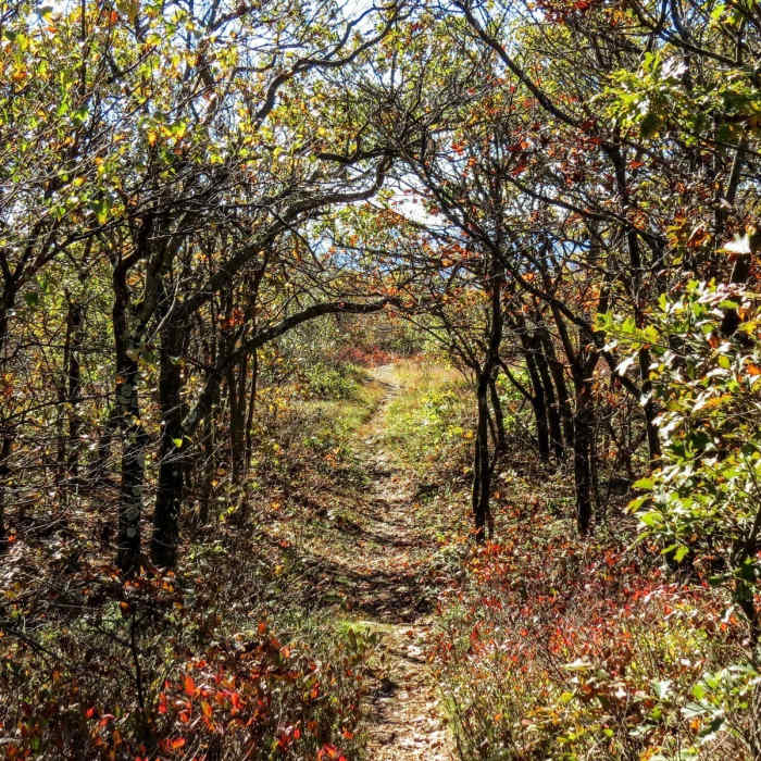 There's no better time on the South Taconic Trail than deep in the heart of Autumn. Near Brace Mountain Out-and-Back