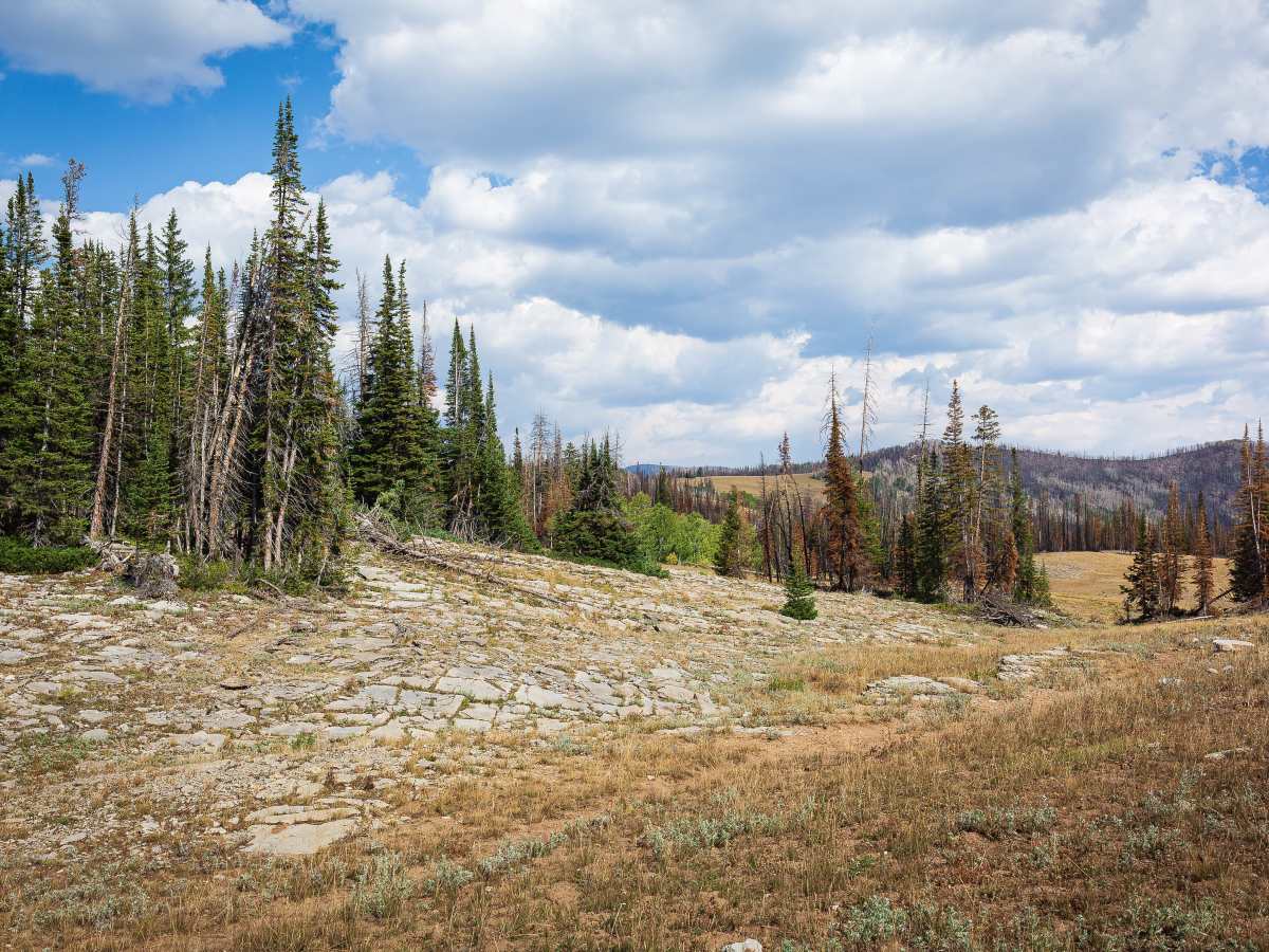 Mill Fork - FS 70580/10318 trail photo