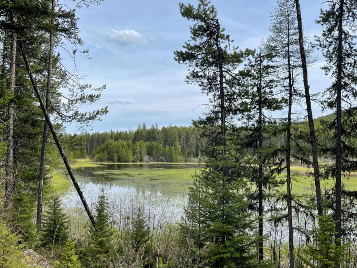 Lindbergh to Meadow and Bunyan Lake trail photo