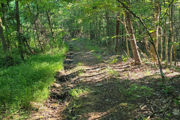 Single Track C5