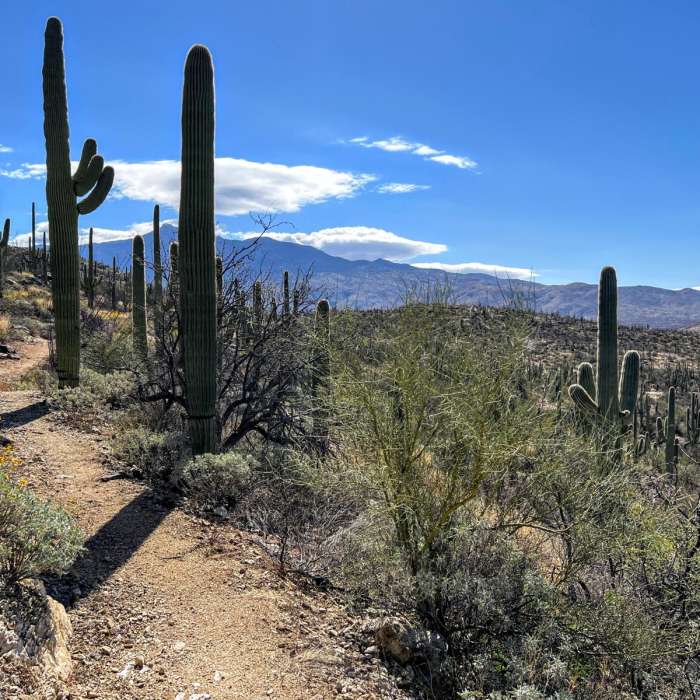 Near Arizona Trail Passage 9: Rincon Mountains